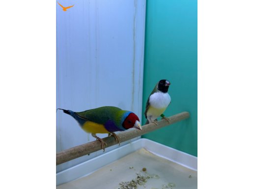 İspinoz erkek dişi