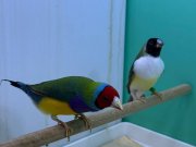 İspinoz erkek dişi