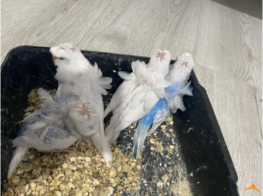 Japones muhabbet kuşu 