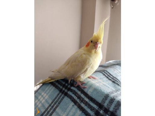 Lutino Dişi Sultan Papağanı