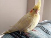 Lutino Dişi Sultan Papağanı