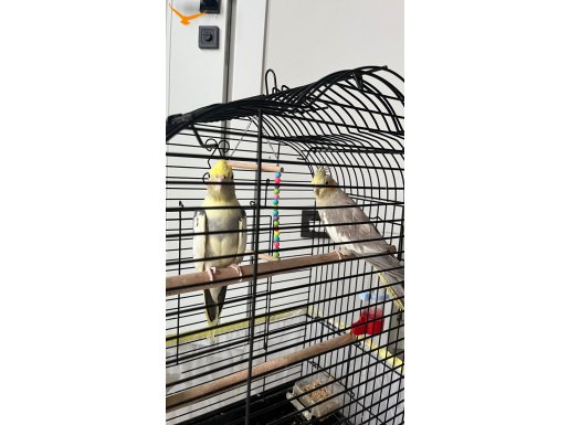 Full Takım Kurulu Düzen  Çift Sultan Papağanı