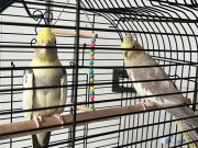 Full Takım Kurulu Düzen  Çift Sultan Papağanı