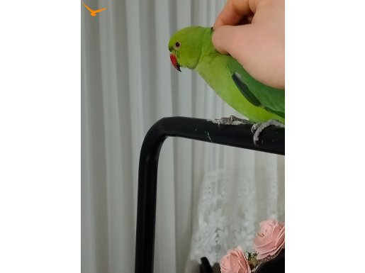 Elden Yem Yiyen 8 Aylık Evcil Yerli Çift