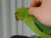 Elden Yem Yiyen 8 Aylık Evcil Yerli Çift