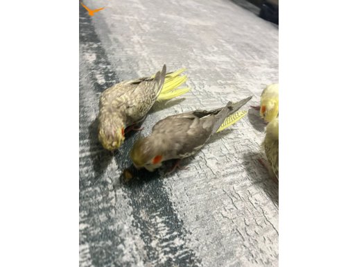 Lutino sultan papağanı yavrusu yavru sultan papağanları