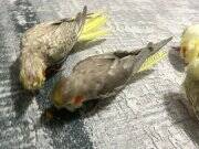 Lutino sultan papağanı yavrusu yavru sultan papağanları