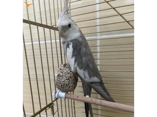 İki erkek sultan papağanı