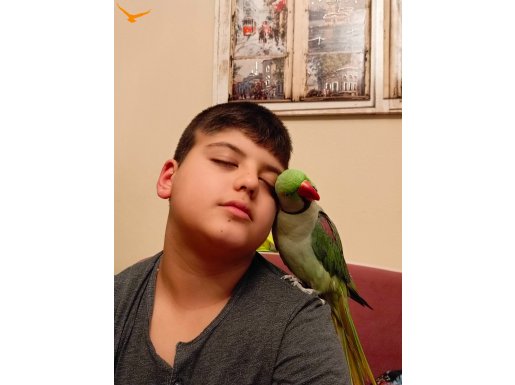 Uysal isirmasi hirlamasi yok ele omuza gelir kendini opturur