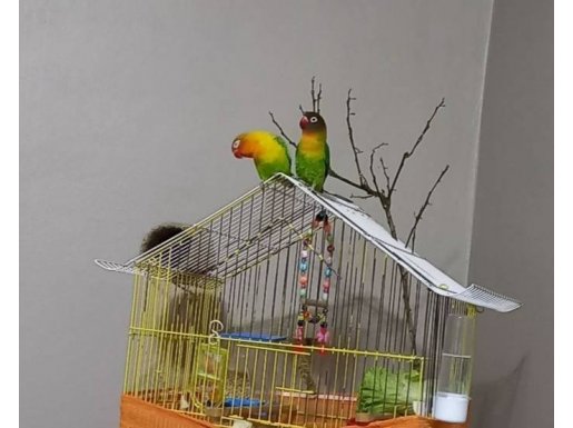 Cennet papağanı 1 yaşında çift