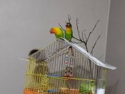 Cennet papağanı 1 yaşında çift