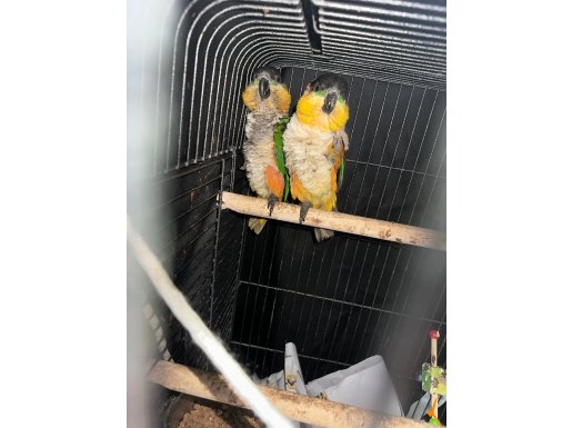 Caique papağan çift dna