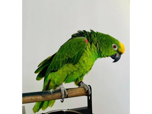 Sarı Alın Amazon Full Evcil 