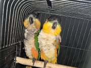 Caique papağan çift dna