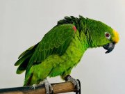 Sarı Alın Amazon Full Evcil 