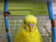 2 Aylık, Dişi, Ele Alışık Muhabbet Kuşu