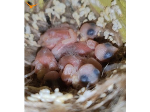 Yavru 4 adet hint bülbülü 