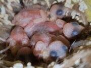 Yavru 4 adet hint bülbülü 