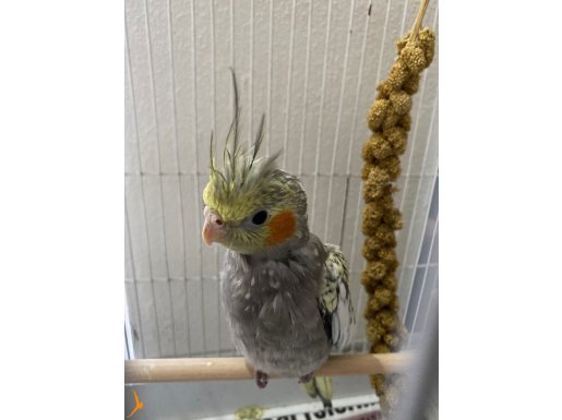 Kendi Yemini Kıran Oyuncu Sultan Papağanı Yavruları