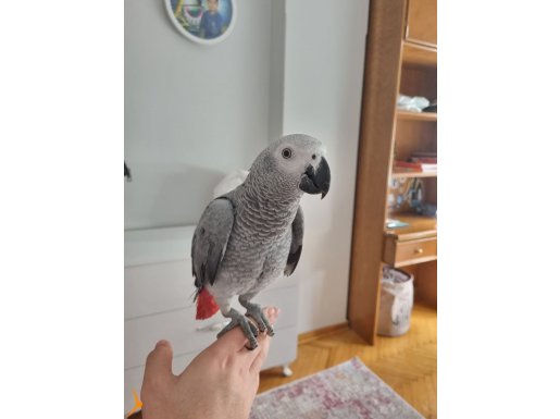 FULL EVCİL YAVRU JAKO