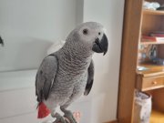 FULL EVCİL YAVRU JAKO