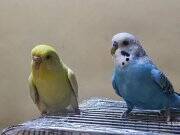 Kanarya Sarısı 11 Aylık Dişi Muhabbet Kuşu