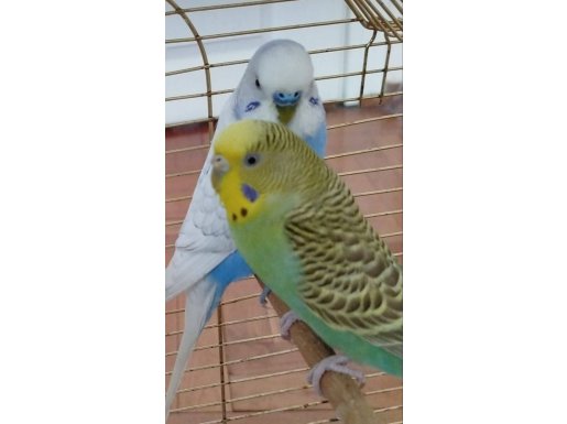 Damizlik muhabbet kuşu çifti 