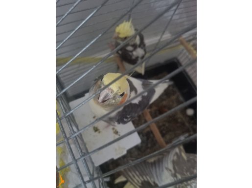 Yavrulamış Çift ve Yeni Yavru