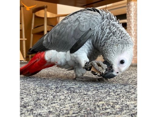 50 KELİME KONUŞAN 9 AYLIK YAVRU JAKO 