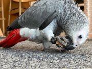 50 KELİME KONUŞAN 9 AYLIK YAVRU JAKO 