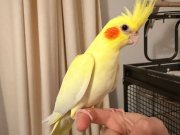 Evde büyümüş 2 adet sultan papağanı yavrusu 1 erkek 1 dişi