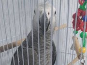 1 yaşında bebek jako 