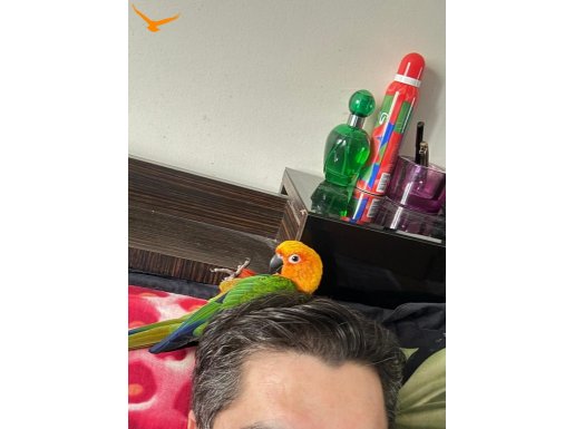 Temas bağımlısı çok sevecen Güneş konur 