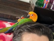 Temas bağımlısı çok sevecen Güneş konur 