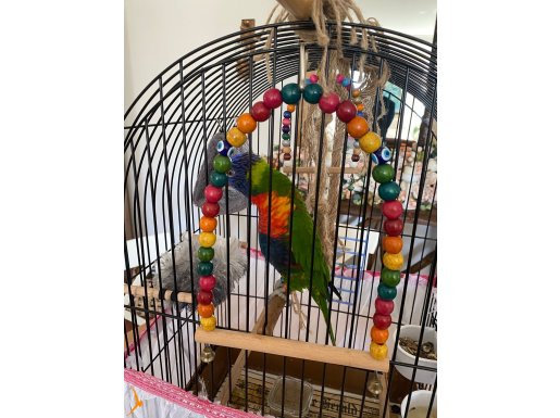 Kelime Haznesi Geniş Oyuncu Gökkuşağı Lori Papağanı