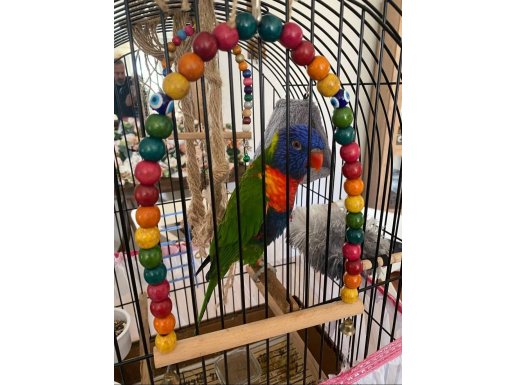 Geveze konuşan lori