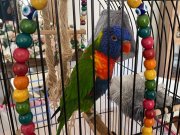 Geveze konuşan lori