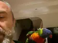 Geveze konuşan lori 