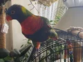 Geveze lori   Net konuşur 