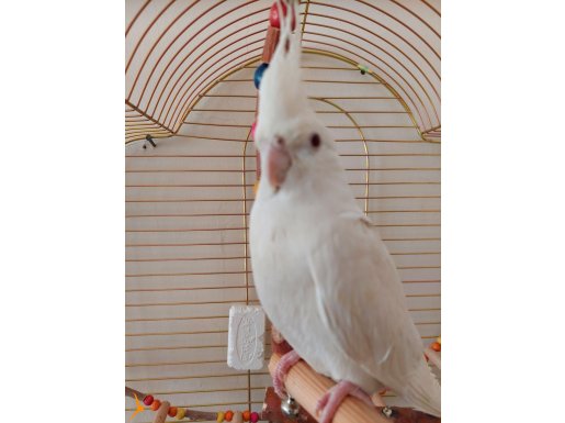 Erkek albino sultan papağanı