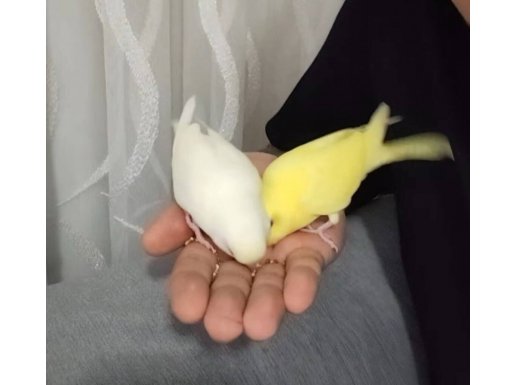 ÇİFT KIRMIZIGÖZ YAVRU