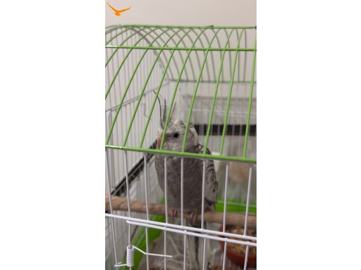 Acil yeni yuva aranıyor kafes yem ve darısıyla verilecek