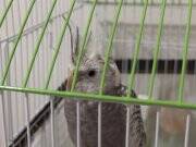 Acil yeni yuva aranıyor kafes yem ve darısıyla verilecek