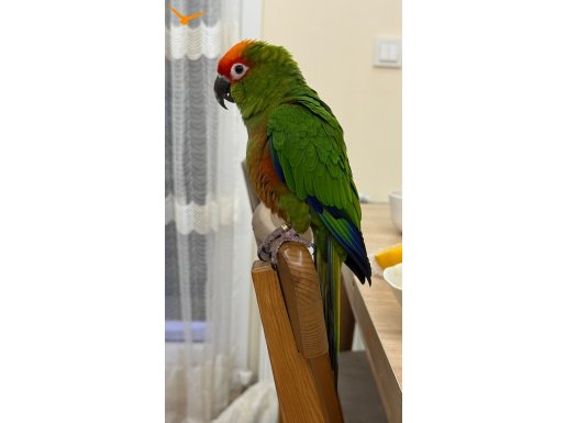 RED Conure Kırmızı Taçlı Papağan Aratinga Auricapillus