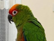 RED Conure Kırmızı Taçlı Papağan Aratinga Auricapillus
