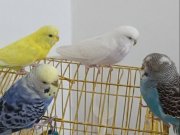 Gökkuşağı Esintili, Evcil ve Formunda Muhabbet Kuşları