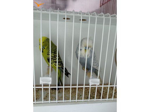 2026 Bilezikli Vasıflı Teksas Jumbo ve Gökkuşağı Rainbow Takımlar