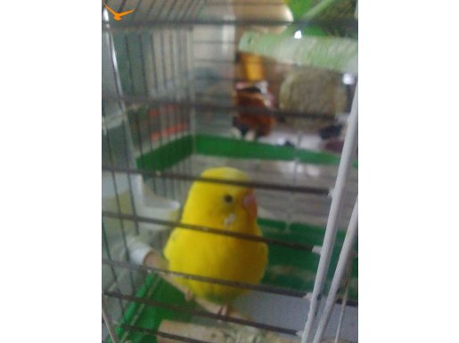 Ev Ortamında Yetişmiş Enerjik Muhabbet Kuşu Çifti