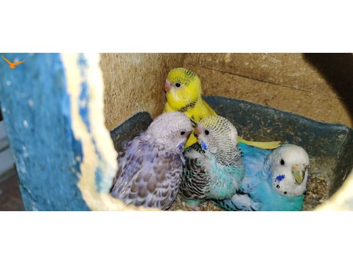 Ev Ortamında Yetişmiş, Sosyal ve Rengarenk Yerli Üretim Yavrular