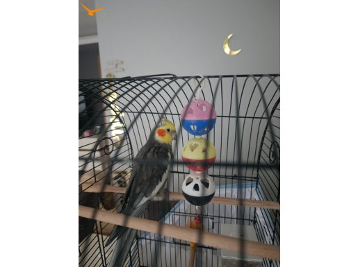 Kelime Haznesi Geniş Uysal Sultan Papağanı